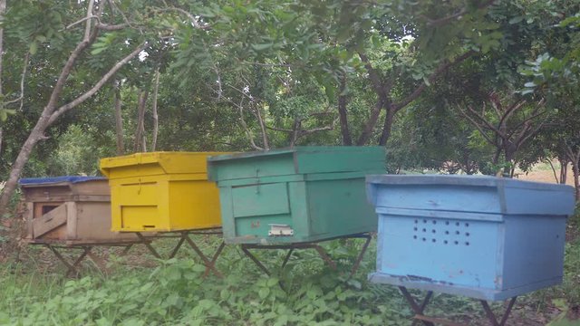 wooden beehives painted various colors in backyard