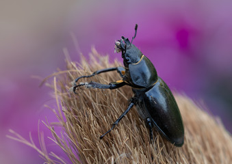 Stag Beetle on purple backdrop