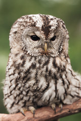 Little tawny owl in summer amid green grass sitting on glove
