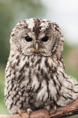 Little tawny owl in summer amid green grass sitting on glove