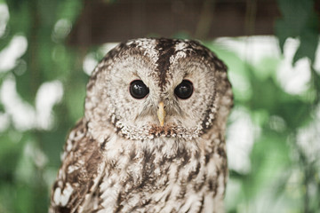 Little tawny owl in summer amid green grass sitting on glove