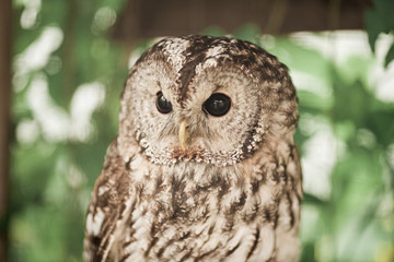 Little tawny owl in summer amid green grass sitting on glove