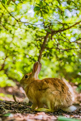 大久野島ウサギ