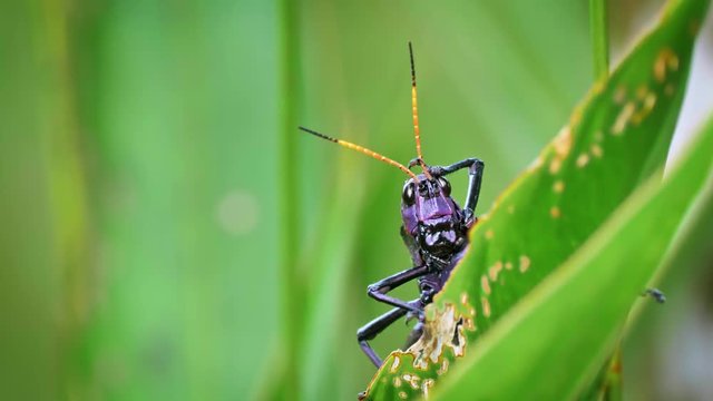 In Tortuguero Costa Rica, a Purple Lubber Grasshopper feasts on the local vegetation and is not shy to the casual observer.