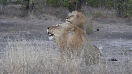 Playful cub moves around two male lions who lie on grass and roar