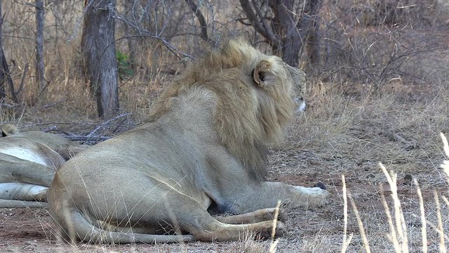 A male lion roaring on a cool day in Africa and you can see his breath in the air.
