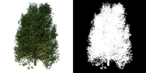 Front view of Tree (Silver Linden 3) Plant png with alpha channel to cutout made with 3D render 