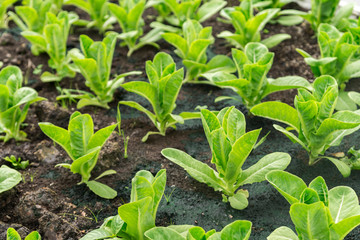 Rows of fresh organic rocket salad lettuce salad plant in Growing Organic vegetable farms.-selective focus