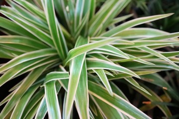 close up of aloe vera plant