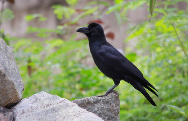 crow on the ground