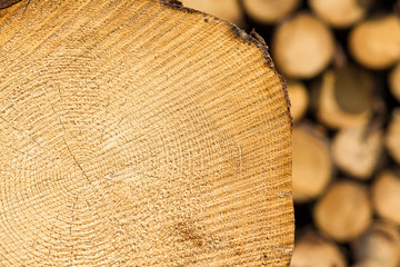 logging in the woods