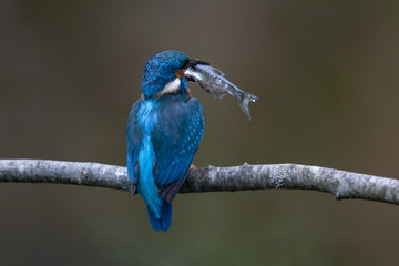common kingfisher (Alcedo atthis) with catch (fish)