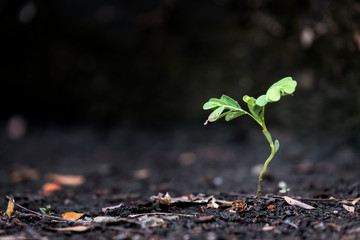 Close-up Young tree on nature.