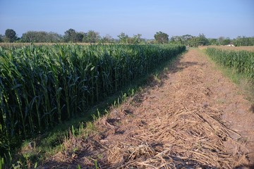 The empty land after harvesting produce of field, among the young corn gardens.