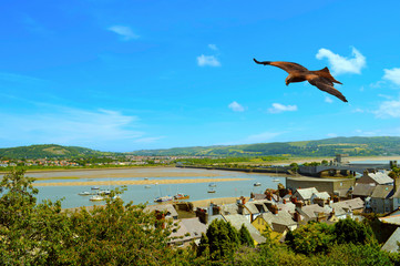 Common buzzard in flight over Conwy medieval town
