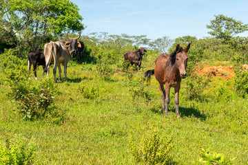 Ganado vacas y caballos pastando en el campo verde rancho granja ganadería ganado vacuno mexicano latinoamérica latino