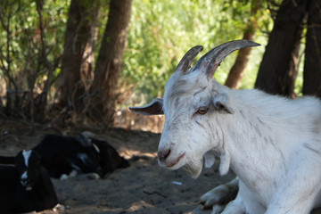 white domestic goat with horns in the forest