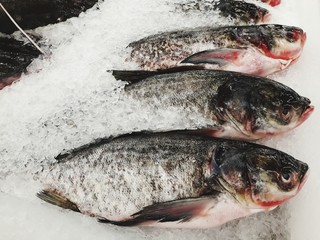Fresh fish in food market