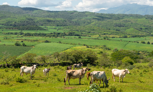 Ganado vacuno vacas comiendo toros becerros en valle verde monta&ntilde;a latinoam&eacute;rica latino mexicano animales granja ganader&iacute;a agricultura campo verde pastando alimento manada m&eacute;xico
