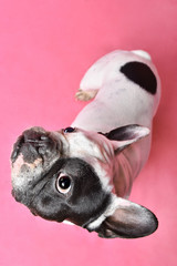french bulldog portrait