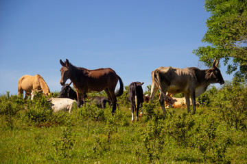 Ganado pastando en el campo vacas y caballos becerros ganadería monte rancho mexicano...