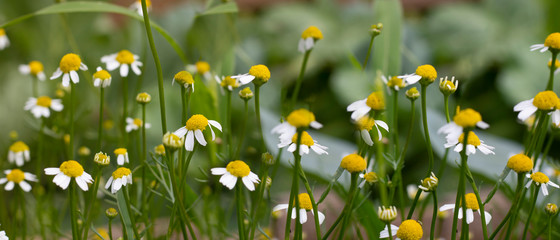 Small white wild camomiles growing up with green leaves, Long horizontal banner. Natural background of wild flowers. Selective focus. Medical plan for making tea and remedy. Herb for health.