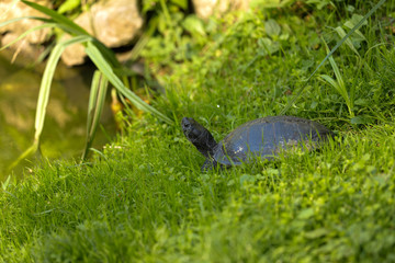 Schildkröte im Gras