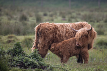 Highland Cow with calf