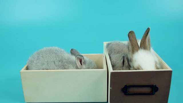 Lovely newborn bunny lying down in wooden box over isolated blue background. Easter animal concept.