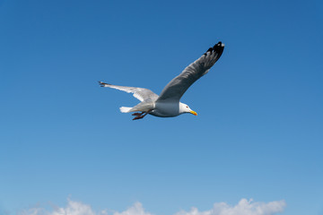 Fototapeta na wymiar Larus mongolicus on lake Baikal. flock of white gulls flies forward. rear view