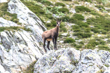 Chamois dans les Alpes