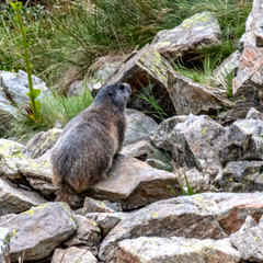 marmotte dans les Alpes