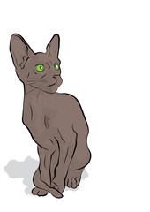 oriental  cat on white background