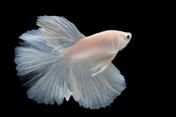 White betta fish moving moment beautiful fancy halfmoon betta, fighting fish, siam betta fish on black background.