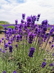 lavender field in provence