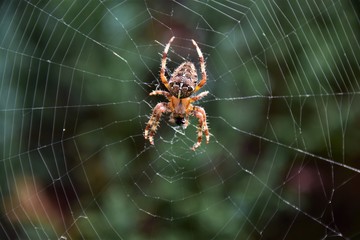 spider on web