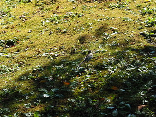 地面の上を歩く小鳥