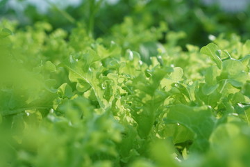 fresh green vetgetalble