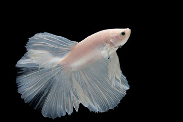 White betta fish moving moment beautiful fancy halfmoon betta, fighting fish, siam betta fish on black background.