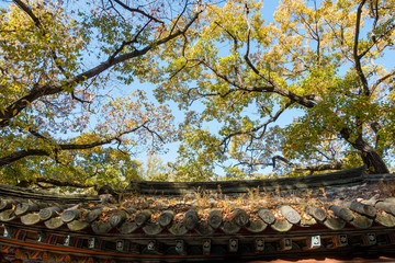 Korean traditional house roof and trees