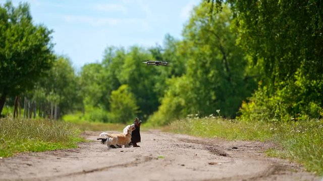 Domestic animals concept. Small dogs breeds playing with dron outside. Video of funny dogs` playing. Summer nature background.