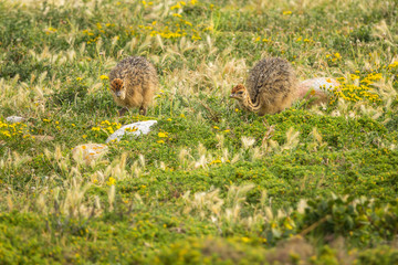 Ostrich baby walk for living on field at seaside : Cape of good hope , South africa