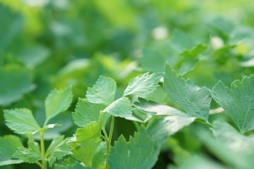 fresh coriander leaves