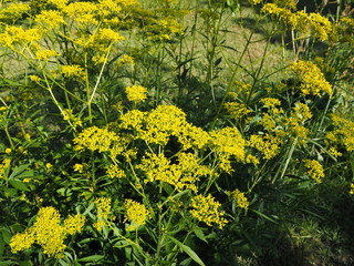 オミナエシの黄色い花のクローズアップ