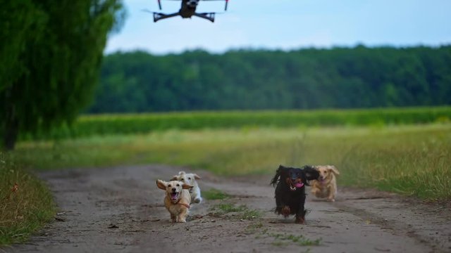 Four dogs running outdoor trying to jump and catch dron. Video of funny dogs playing process.
