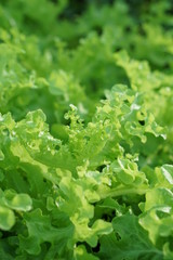 Nature beauty green lettuce leaves at home garden with evening sum light.