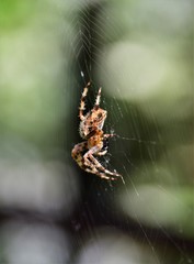 spider on the web