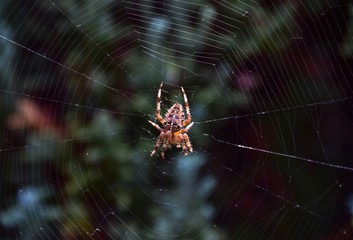 spider on web