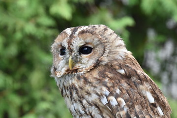 Screetch owl close up Portrait