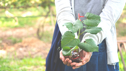 hand holding young plant ready to grow with vineyard background, save the world and World Environment Day concept.